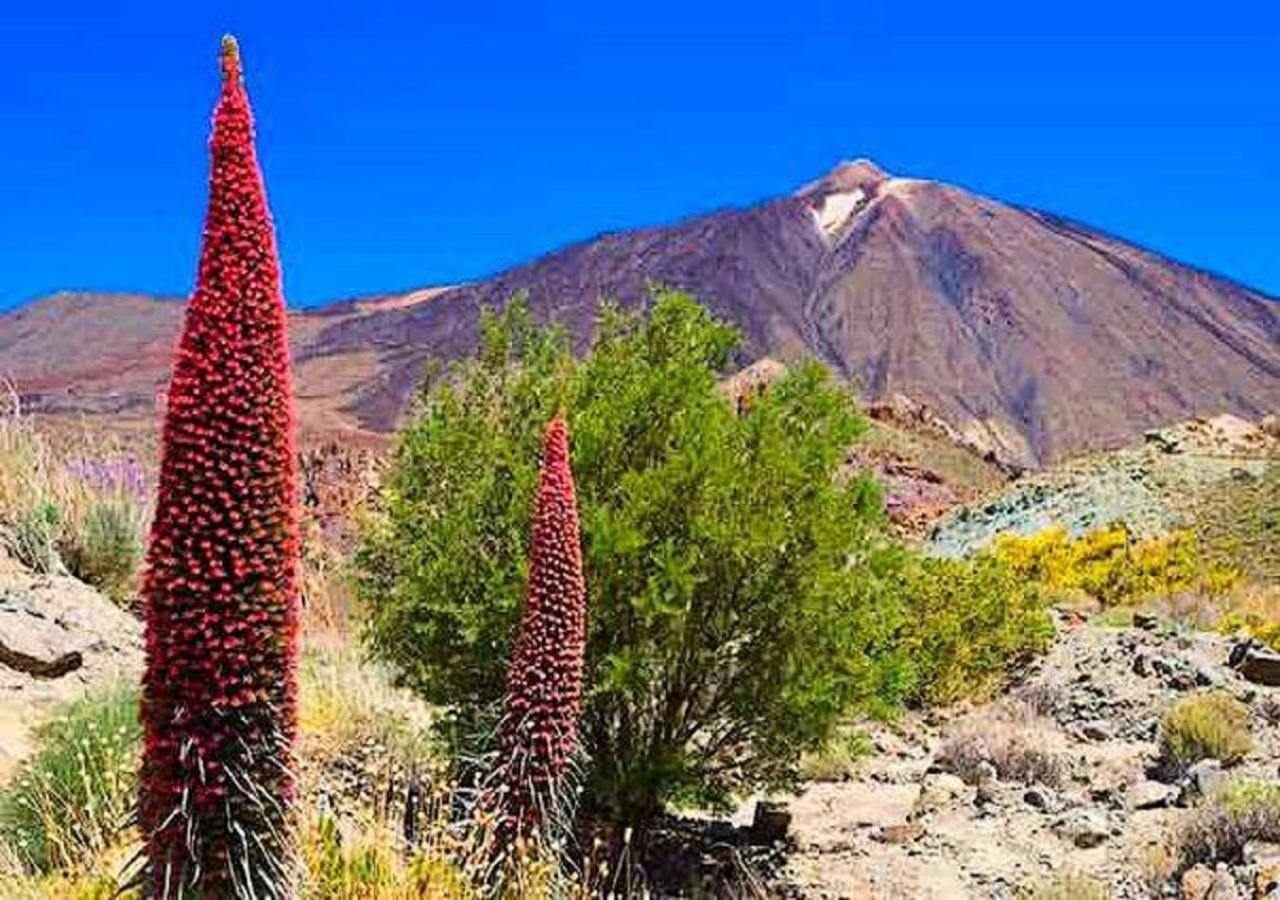 Buena Vibra Tenerife Sur Playa de las Americas  Eksteriør bilde